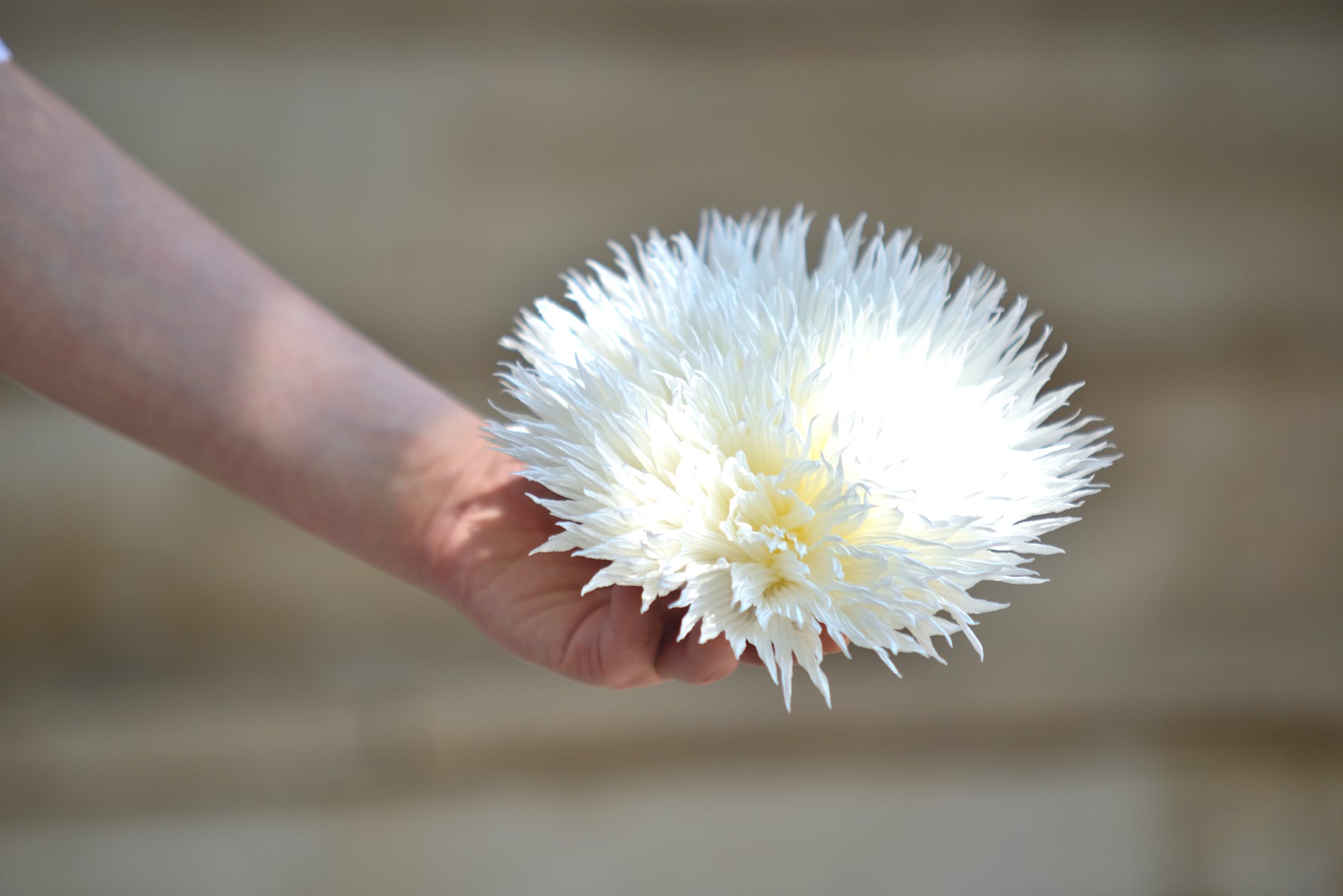 Broșă albă voluminoasă, în formă de floare, ținută în mână